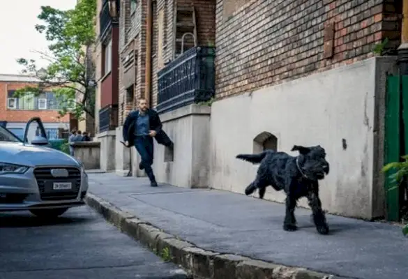 Welche Hunderasse ist Tank bei FBI International? Geschichte, Aussehen und mehr