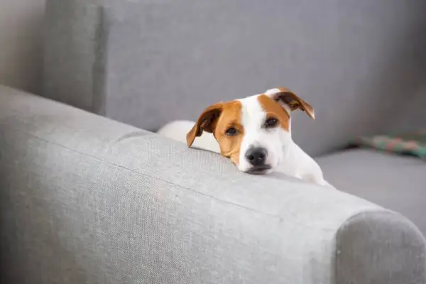 jack russell terrier hund på sofaen ser trist ud