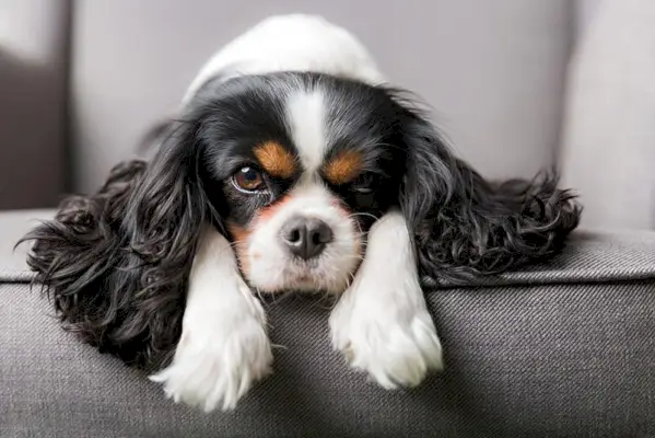 cavalier king charles spaniel hund liggende på sofaen
