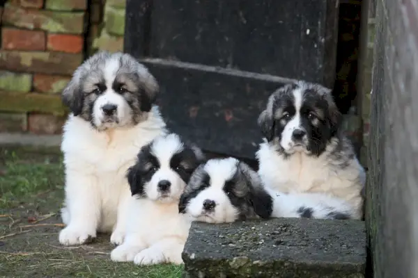 Pyreneese Mastiff-puppy's