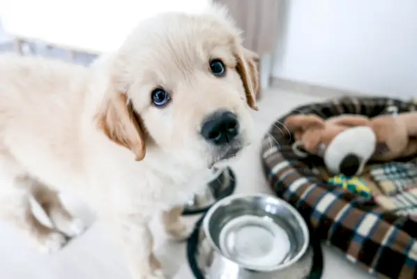 golden retriever-puppy