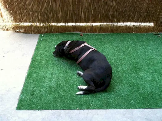 ДИИ Дог Индоор Потти Планс