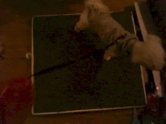 ДИИ Дог Индоор Потти Планс