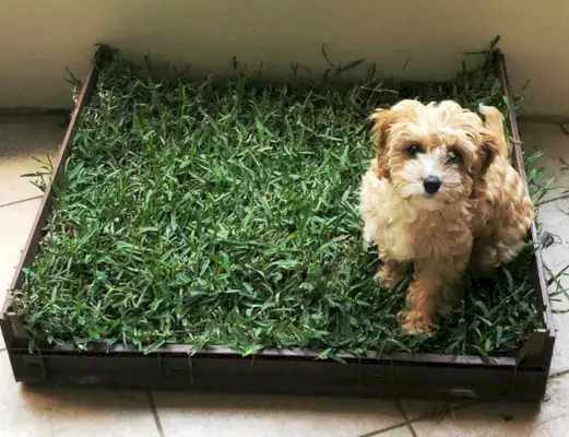 ДИИ Дог Индоор Потти Планс