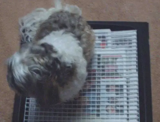 ДИИ Дог Индоор Потти Планс