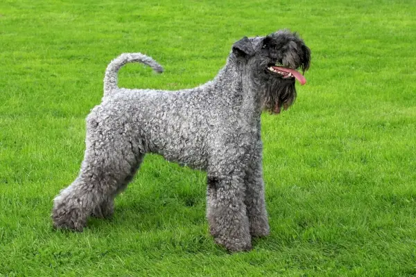 Kerry Blue Terrier i en vårträdgård