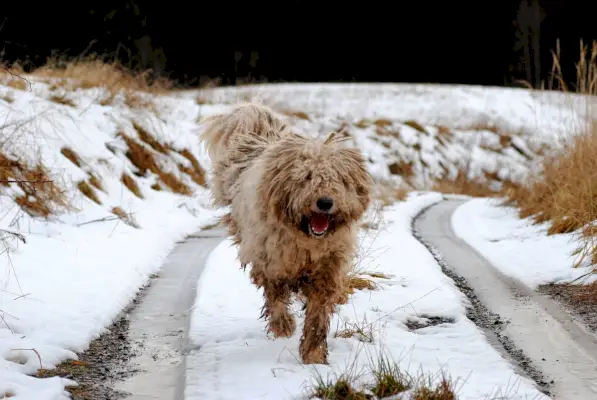 komondor, hund, vakthund