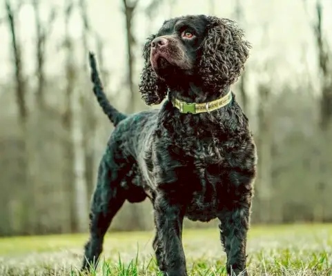 Amerikansk vattenspaniel