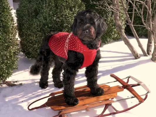 Portugisisk vattenhund i snön