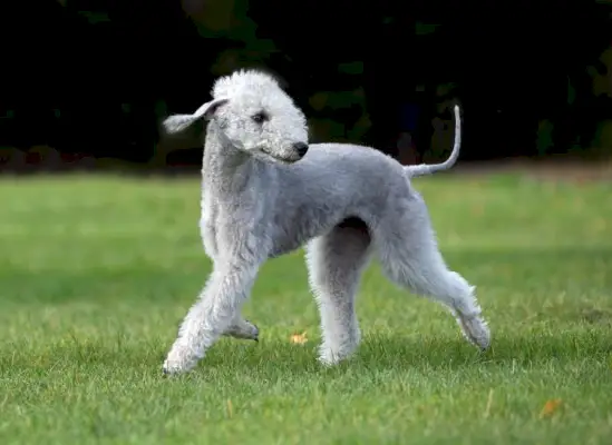 Bedlington terrier
