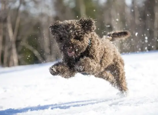 Lagotto Romagnolo med tillstånd från Shutterstock