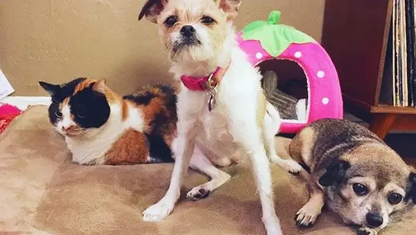 Management Is Key -- Know Your Pets