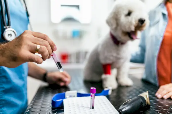 amostras de sangue de um cachorro para testes de laboratório