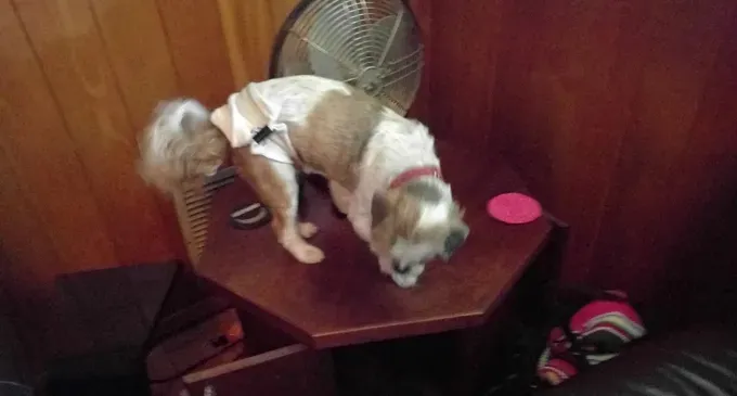 Koiraäiti: 14-vuotiaasta sokeasta Shih Tzustani huolehtiminen' title=