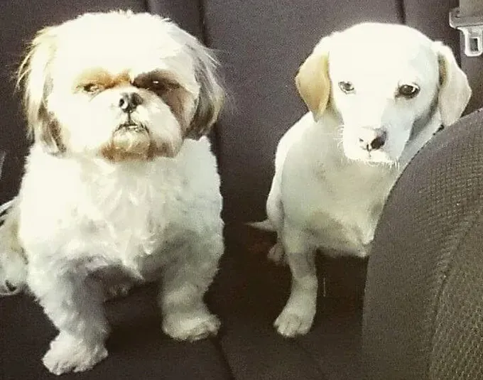 Koiraäiti: 14-vuotiaasta sokeasta Shih Tzustani huolehtiminen' title=