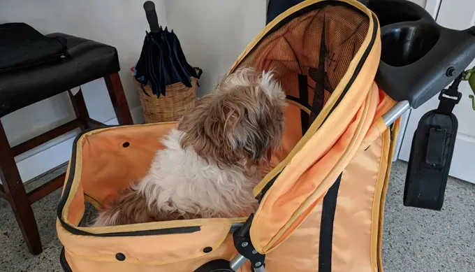 Koiraäiti: 14-vuotiaasta sokeasta Shih Tzustani huolehtiminen' title=