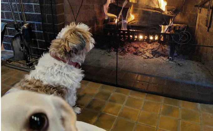 Koiraäiti: 14-vuotiaasta sokeasta Shih Tzustani huolehtiminen' title=