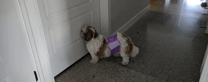 Koiraäiti: 14-vuotiaasta sokeasta Shih Tzustani huolehtiminen' title=