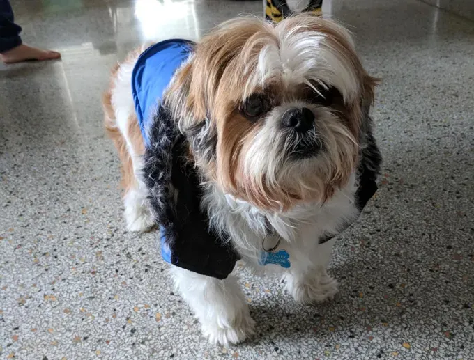 Koiraäiti: 14-vuotiaasta sokeasta Shih Tzustani huolehtiminen' title=