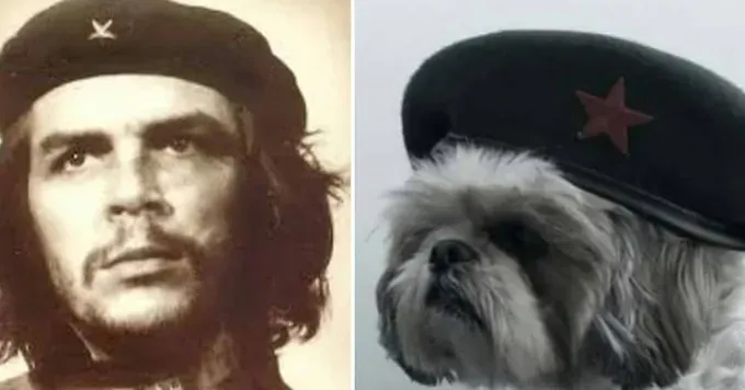 Koiraäiti: 14-vuotiaasta sokeasta Shih Tzustani huolehtiminen' title=