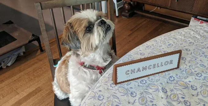 Koiraäiti: 14-vuotiaasta sokeasta Shih Tzustani huolehtiminen' title=