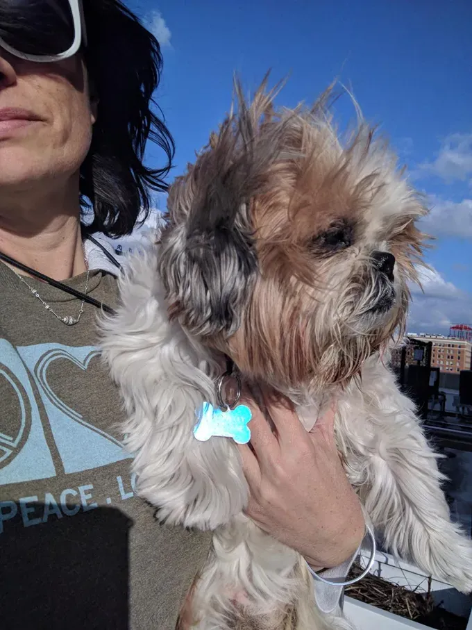 Koiraäiti: 14-vuotiaasta, sokeasta Shih Tzustani huolehtiminen