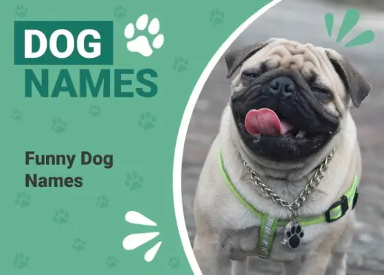 150+ smešnih imen psov: smešne ideje za pse, kužke in ljubljenčke