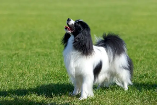 Cachorro Papillon em pé na grama