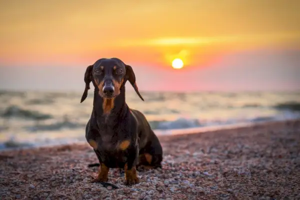 Dackel am Strand bei Sonnenuntergang