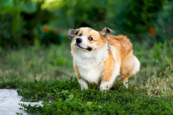 Pitävätkö koirat kylvyistä? 4 syytä, miksi koirat tulevat hulluiksi kylvyn jälkeen