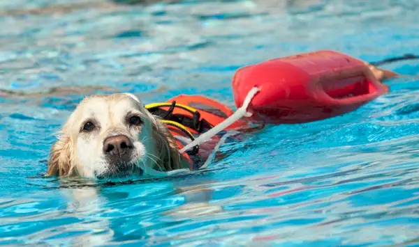 Câine salvamar de salvare pe apă
