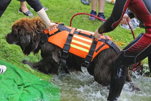 Câine Newfoundland Câine de salvare de apă care demonstrează o salvare
