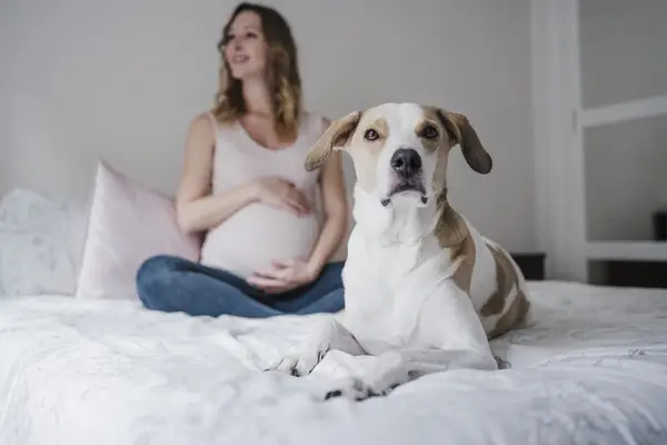 Dog sitting on bed while pregnant woman contemplating in background at home.