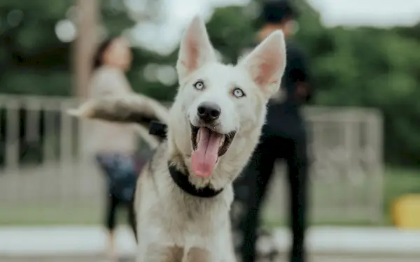 podekscytowany pies husky syberyjski z wystawionym językiem