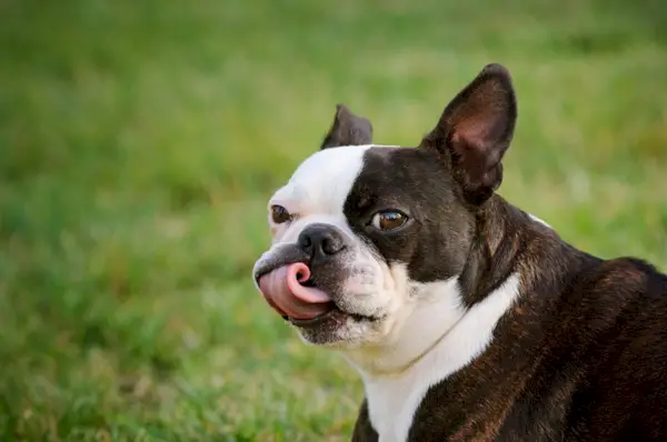 Brindle Boston Terrier hund slikker lepper