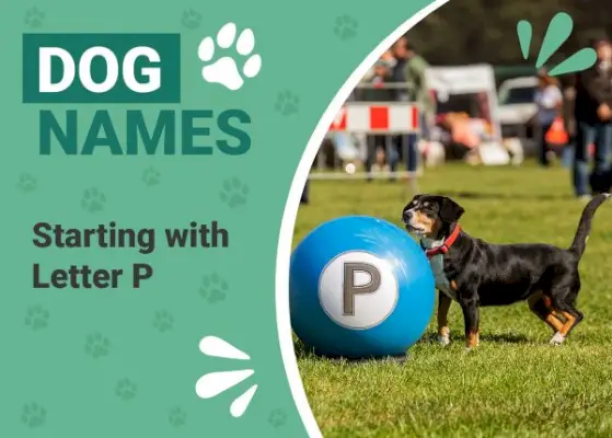 155 suņu vārdi, kas sākas ar P: brīnišķīgi vārdi jūsu ideālajam kucēnam