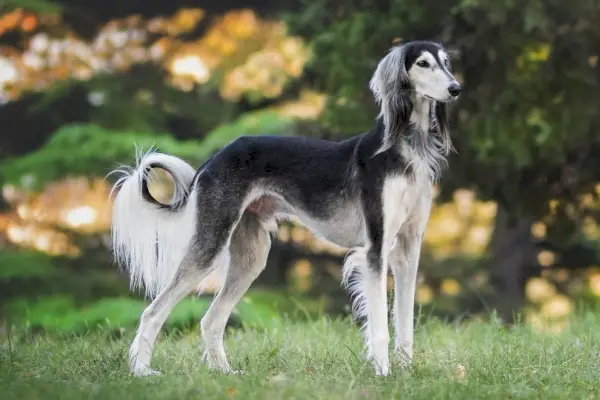 saluki stovi ant žolės