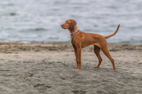 vizsla su paukščiu