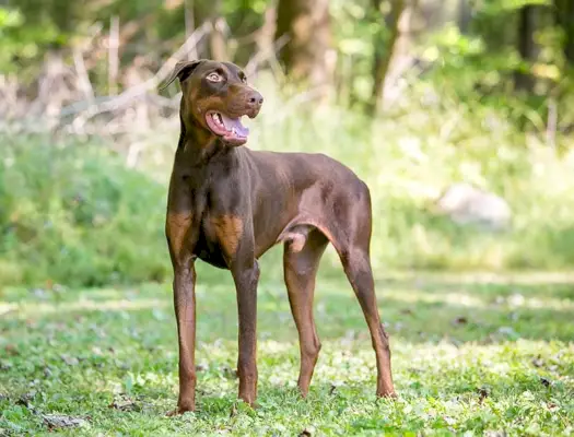 Raudonas dobermanų pinčeris su natūraliomis neapkarpytomis ausimis, stovi lauke