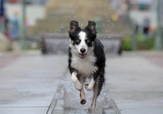 Gatvėmis bėgioja borderkolis