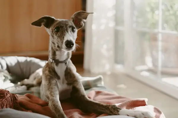 Young Greyhound sitting on his bed looking at camera in an alert position at home.