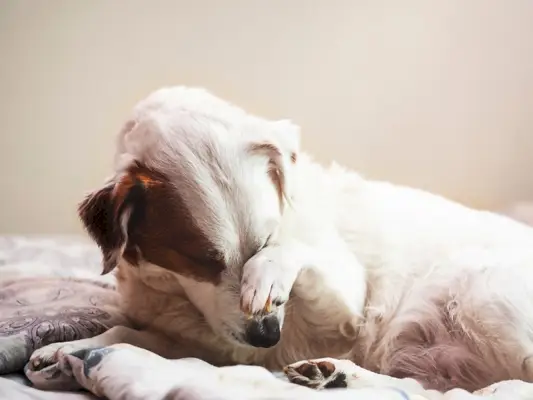 Pes krivec si pokrije gobec s šapo