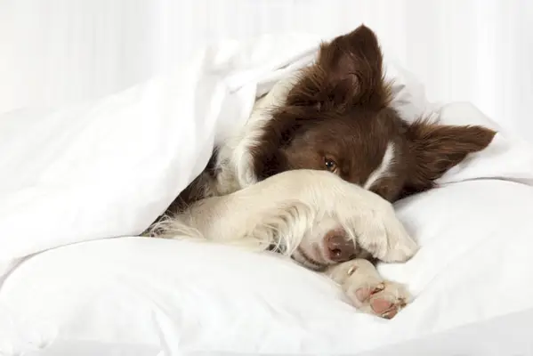 Čudovita psička pasme borderski ovčar leži v postelji in si s tačko pokriva obraz