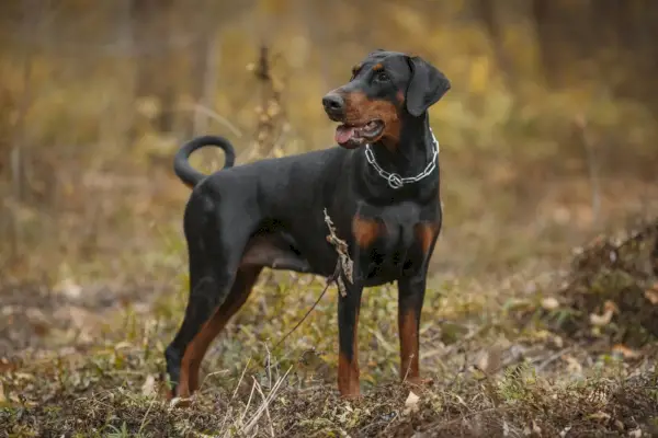 hund doberman pinscher portrett i høst