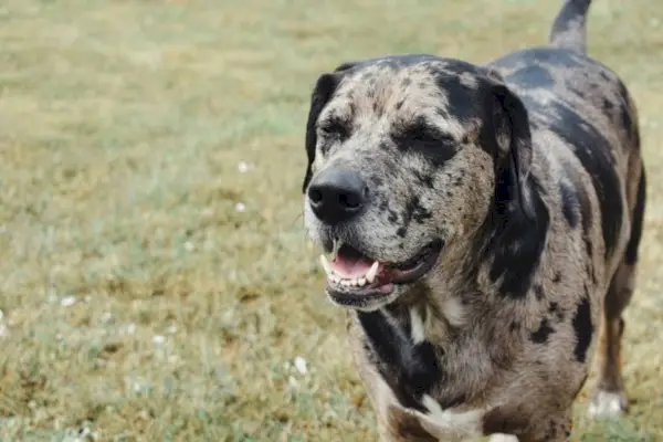 Catahoula-leopard-pas