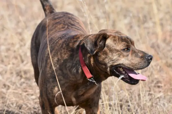 Brindle-Mountain-Cur-dog_Kyle-Christian_Shutterstock