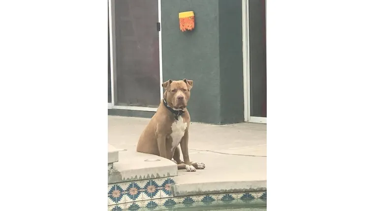 Psia mama: Ste ‚psia mama‘ alebo ‚psí otec?‘ Čo to pre vás znamená?' title=