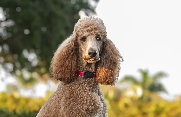 Close-up of Standard Poodle outdoors