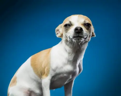 Pourquoi les chiens épinglent-ils leurs oreilles ? Guide approuvé par le vétérinaire sur les positions des oreilles