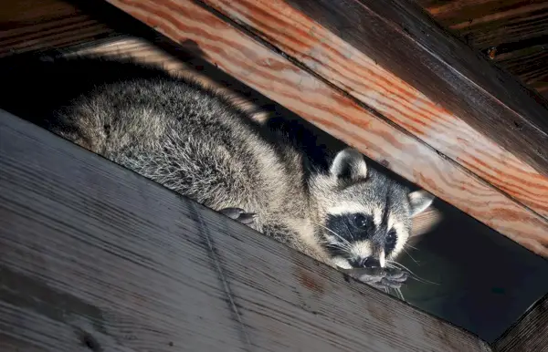 Un raton laveur regarde attentivement depuis une branche d'arbre robuste